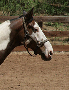 Pepper